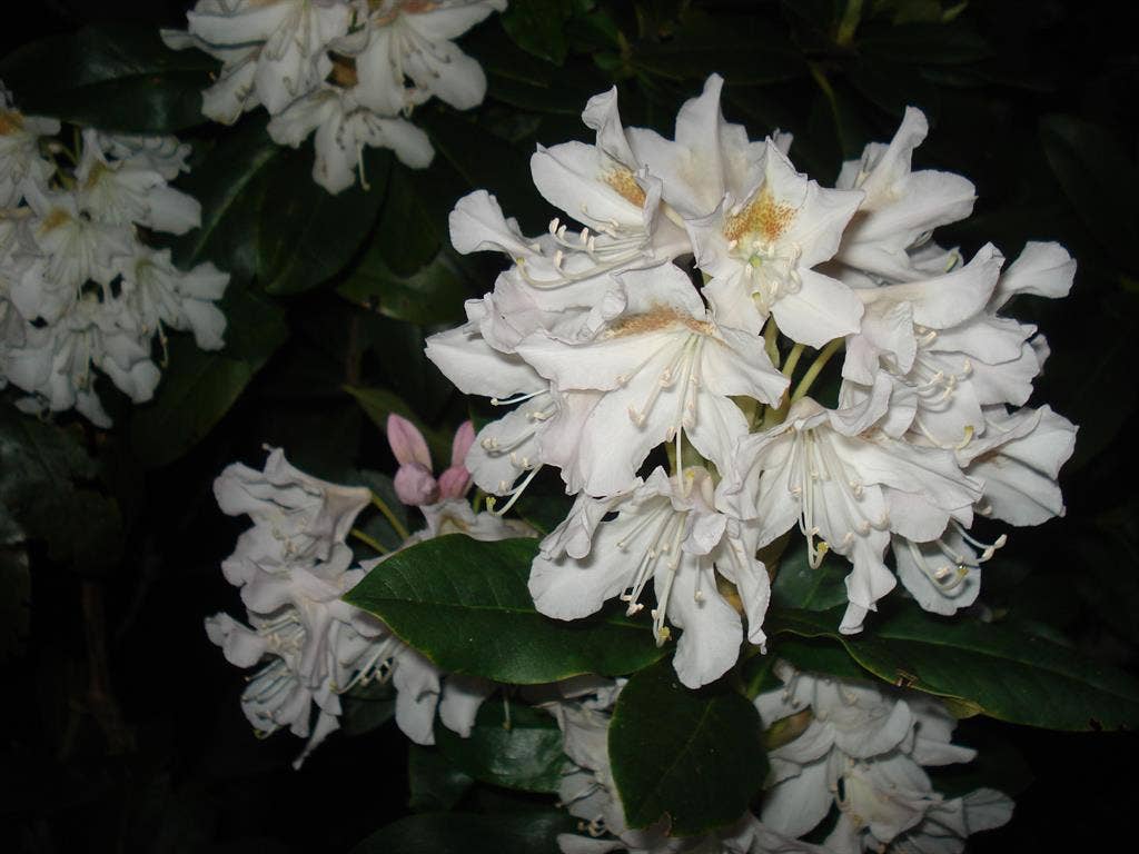 sissi