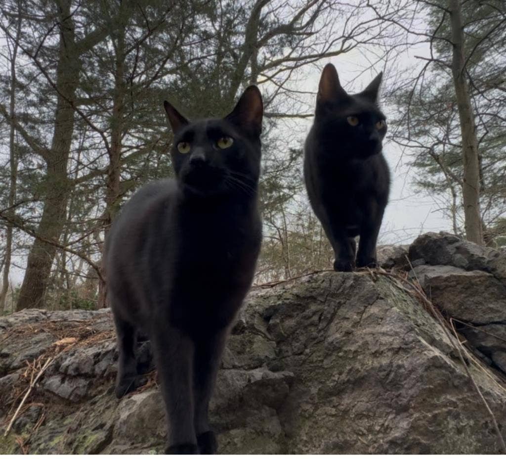 Looking for a room to rent w/ 3 pet
