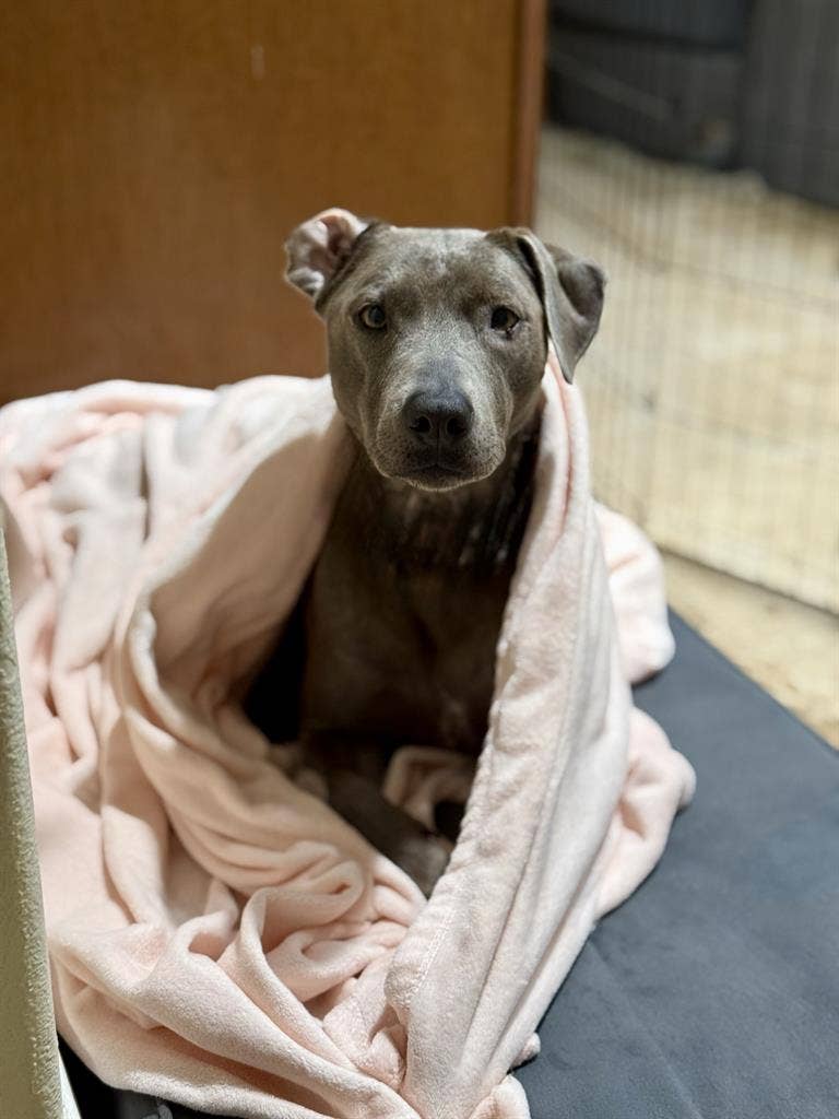 Looking for a room to rent w/ 3 pet