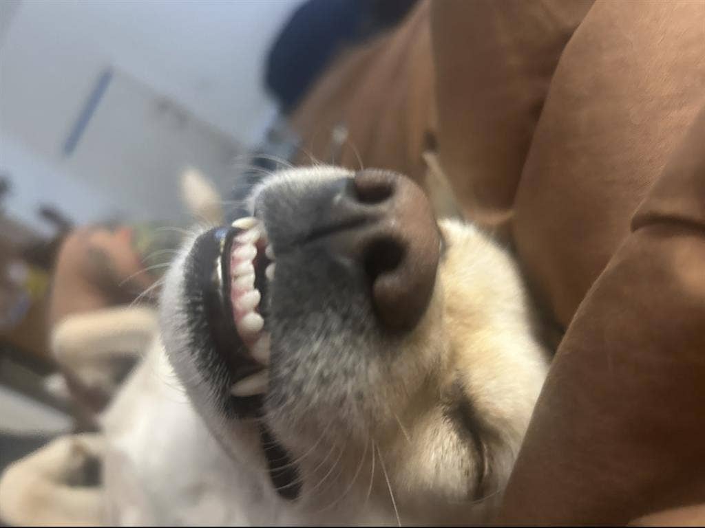 lil dog and I need a place to live
