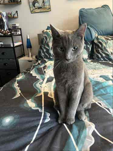 Clean creative F seeks F roomate