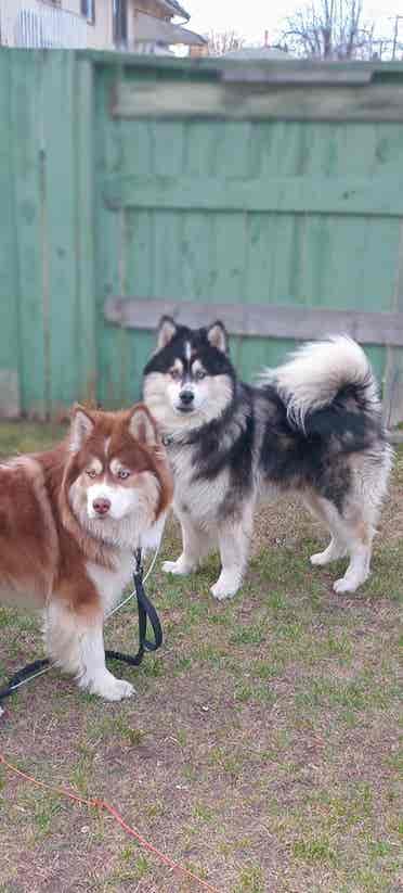 needing a back yard for our pomskys