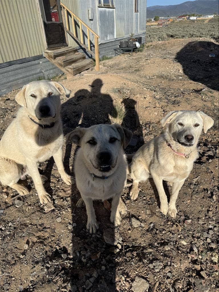 Family looking for a long term rent