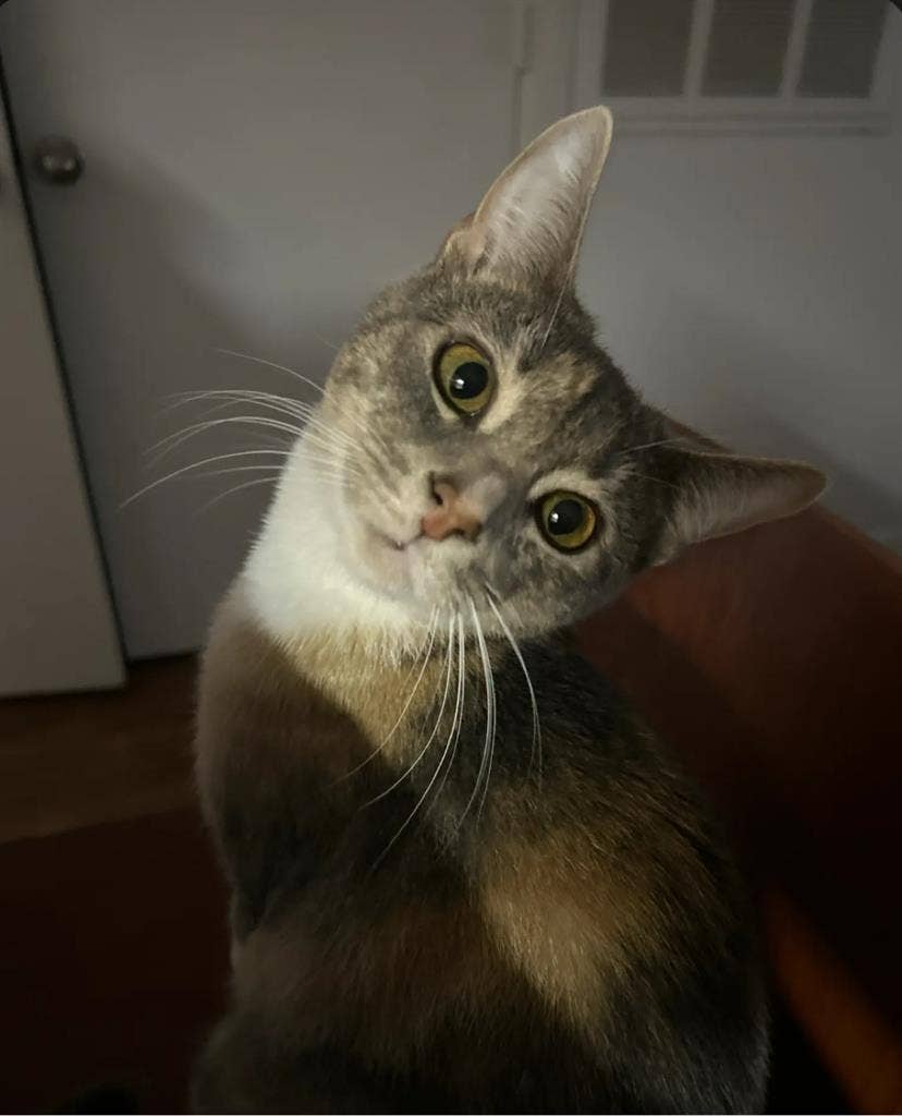 Looking for a pet friendly place