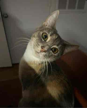 Looking for a pet friendly place