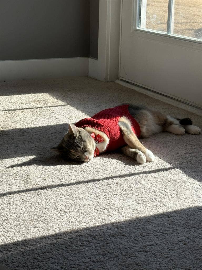 Looking for a pet friendly place
