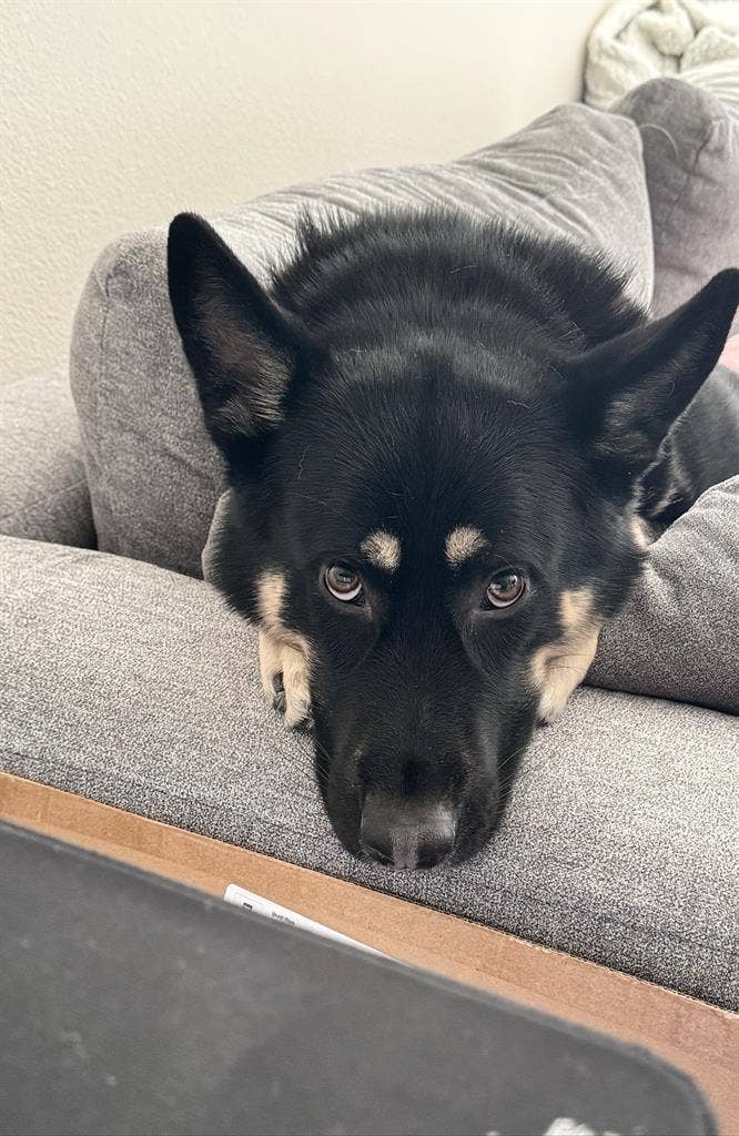 Looking for a Room/Place to rent