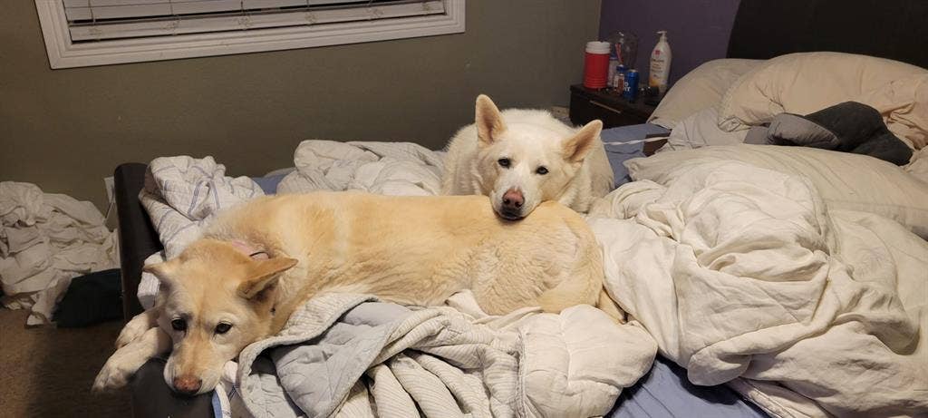 2 dogs and a guy looking to rent