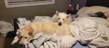 2 dogs and a guy looking to rent