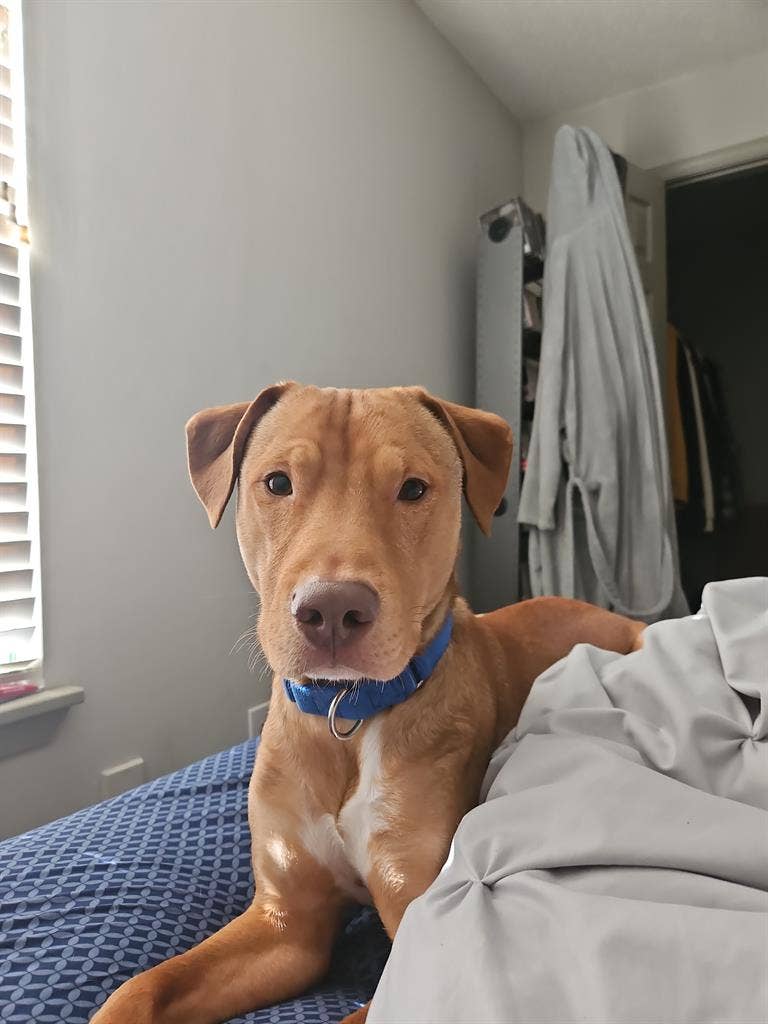 Seeking Studio/1 Bedroom