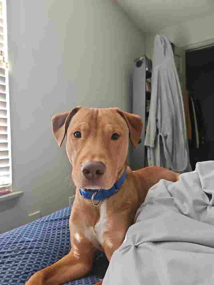 Seeking Studio/1 Bedroom