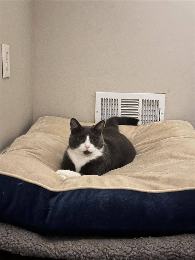 Neat Roomie + 3 Pets Seek Home