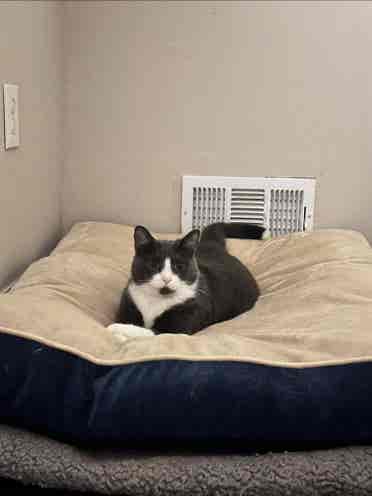 Neat Roomie + 3 Pets Seek Home