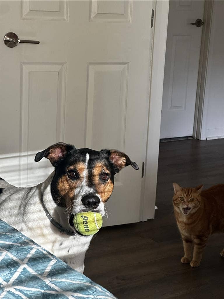 Neat Roomie + 3 Pets Seek Home