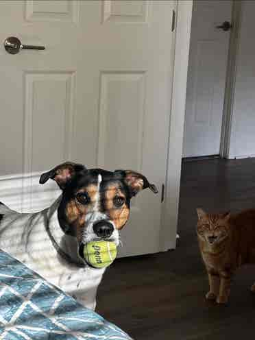 Neat Roomie + 3 Pets Seek Home