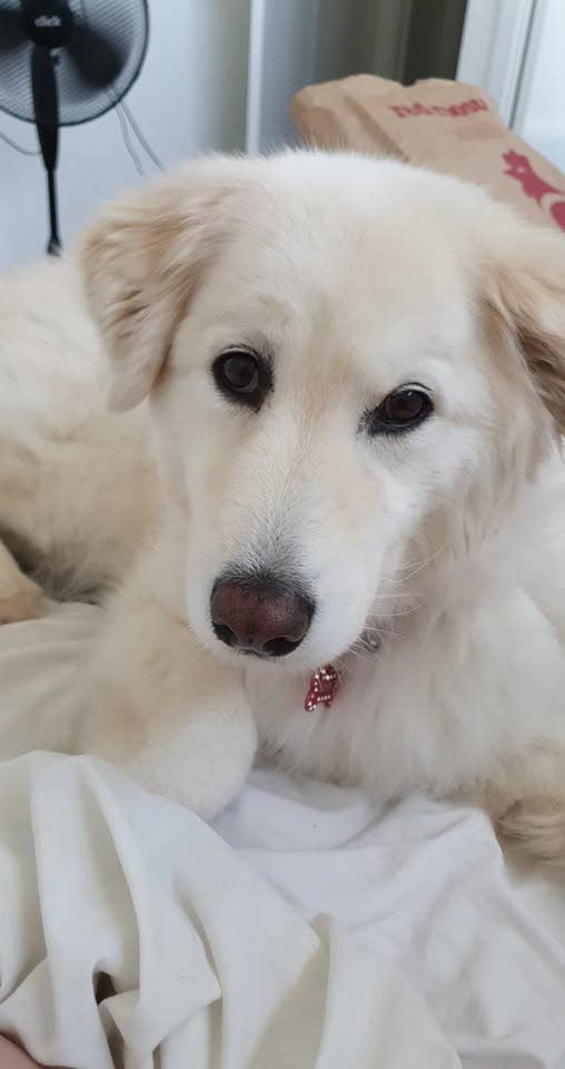 Looking for pet friendly room