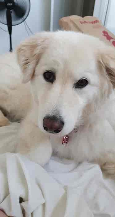 Looking for pet friendly room