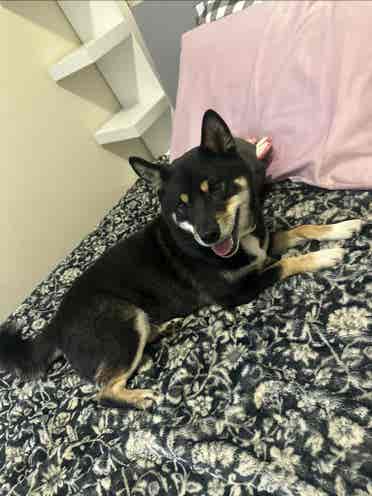 Looking for a room to rent!