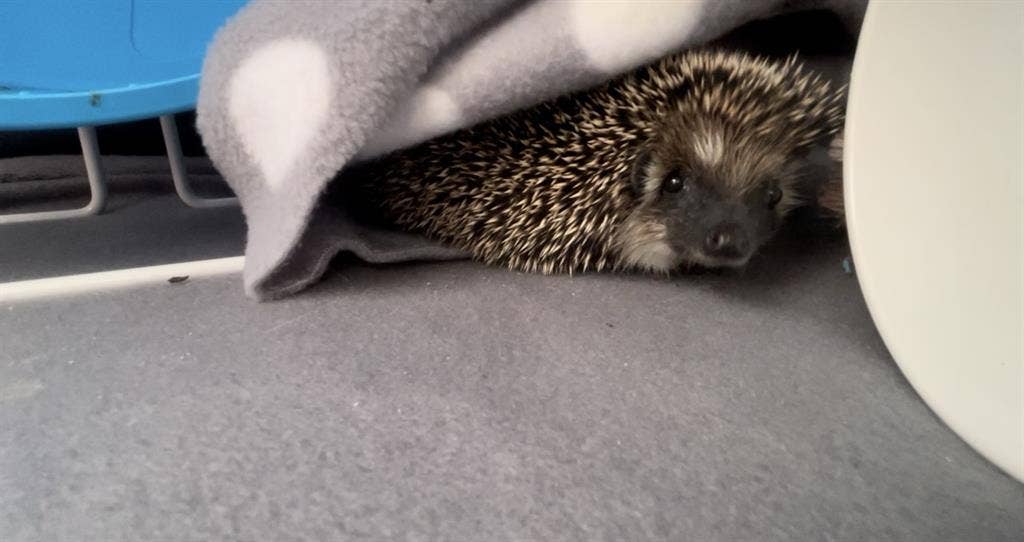ISO pet friendly room for rent :)