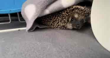 ISO pet friendly room for rent :)