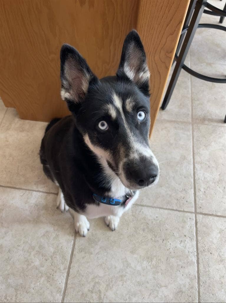ISO pet friendly room for rent :)