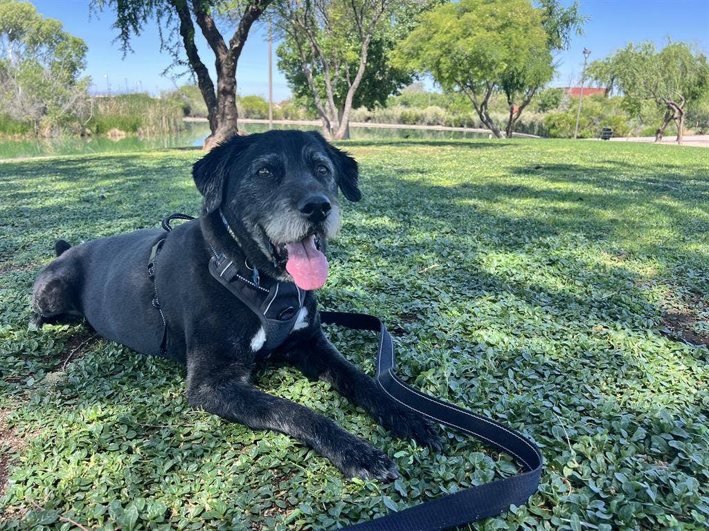 Seeking Private Room in Home w/ Dog