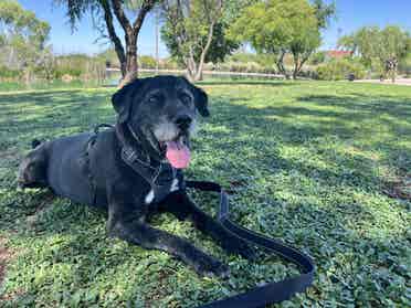 Seeking Private Room in Home w/ Dog