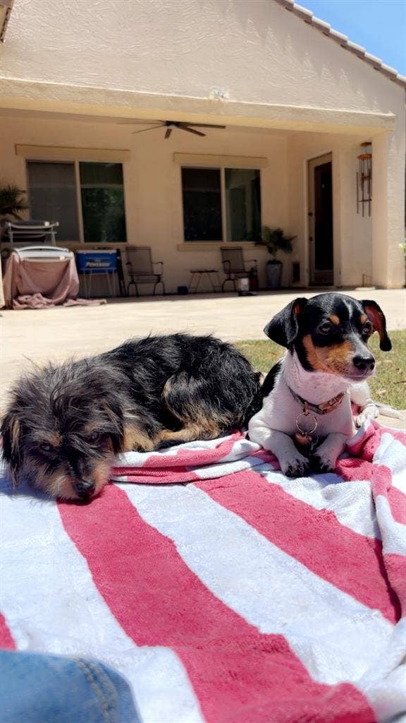 Dog mom of 2, A place to call home!