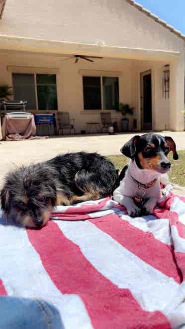Dog mom of 2, A place to call home!