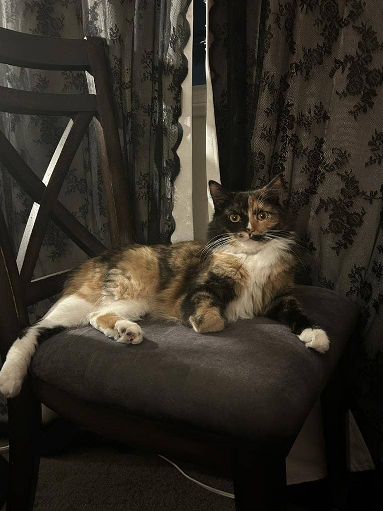 looking for a roommate/roommates