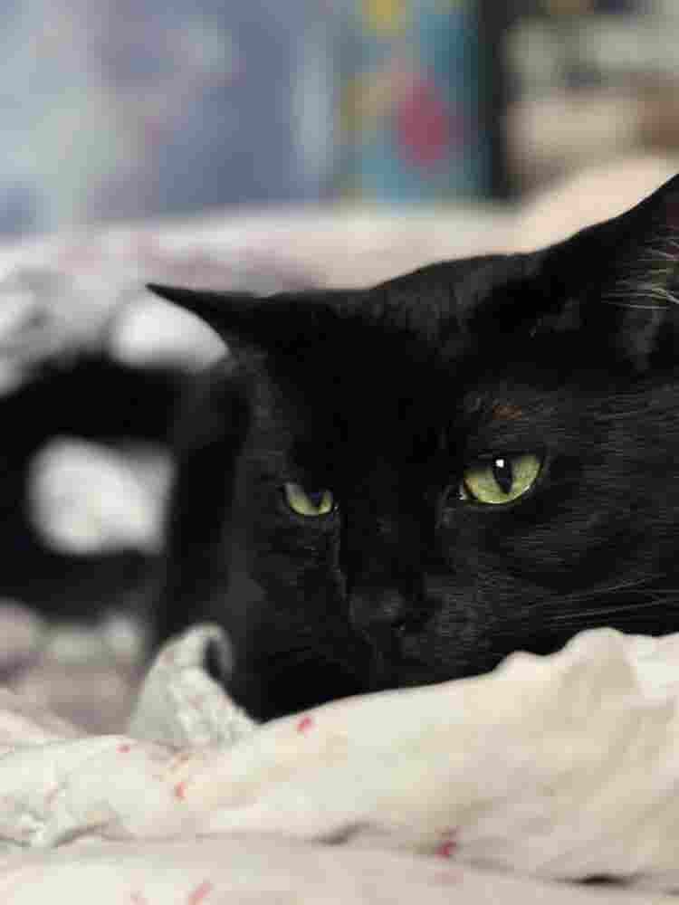 Couple with Cat Son Seeking Refuge