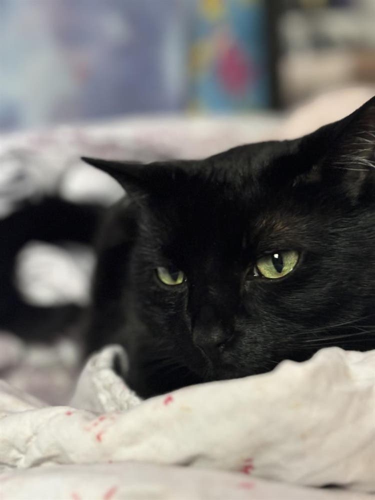 Couple with Cat Son Seeking Refuge
