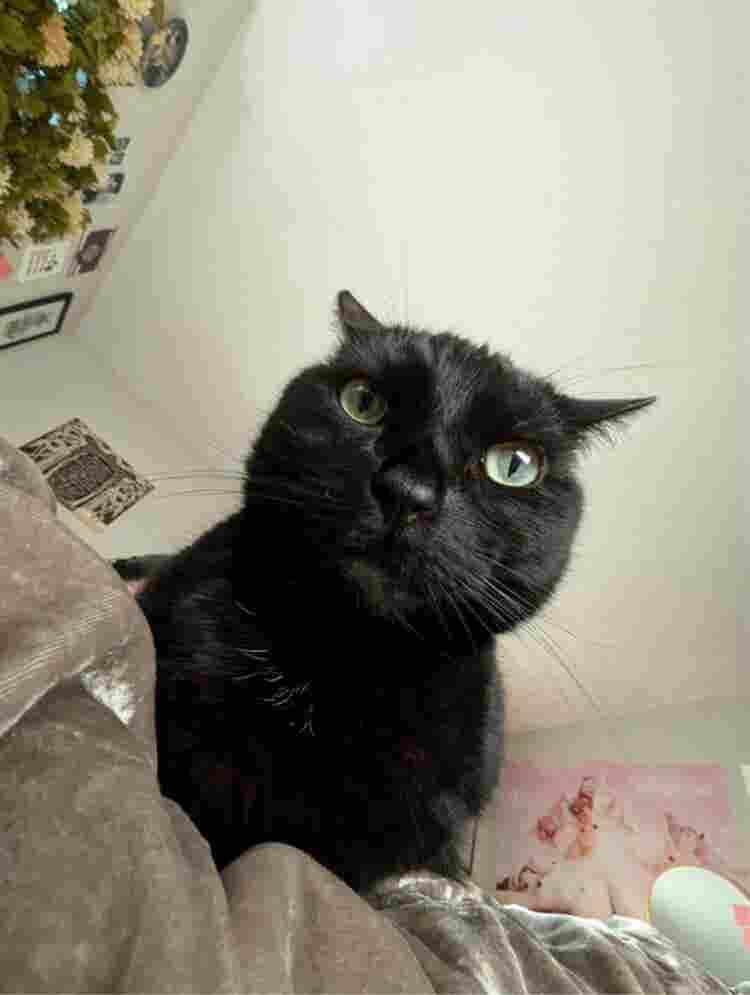 Couple with Cat Son Seeking Refuge