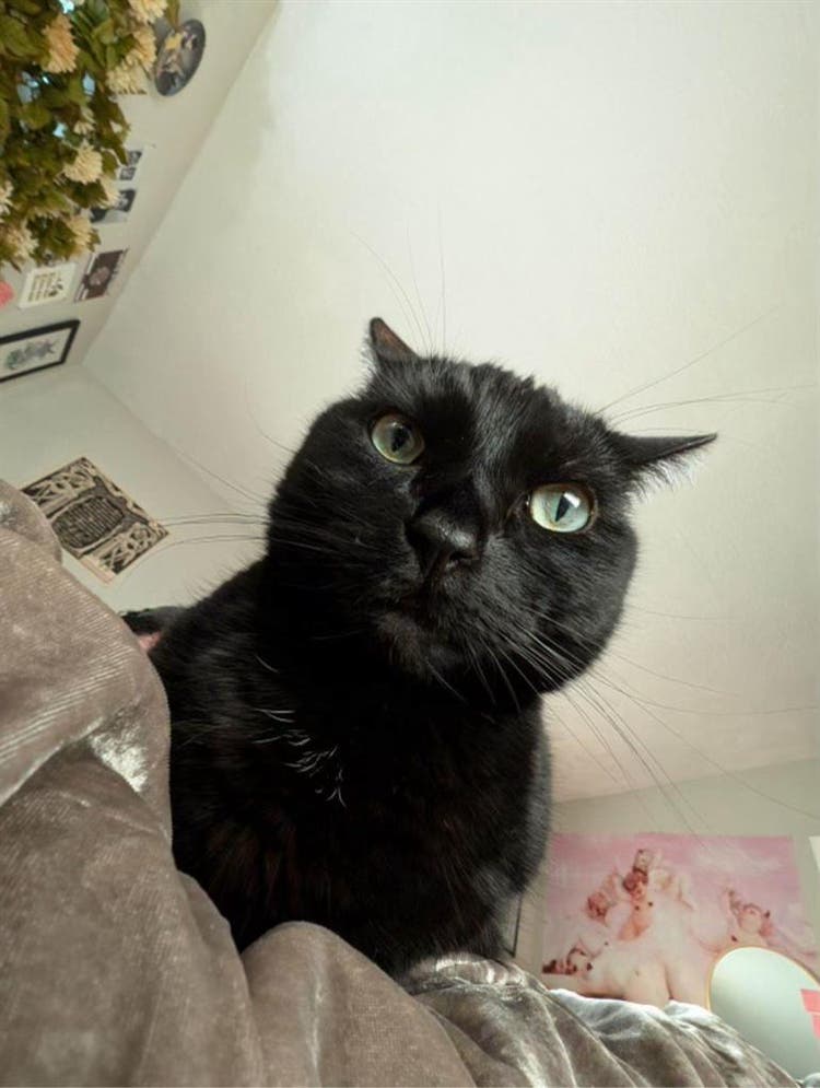 Couple with Cat Son Seeking Refuge