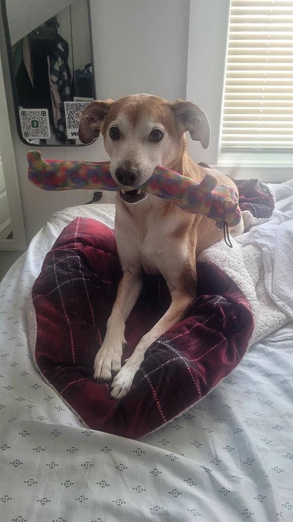I'm looking for a pet-friendly room