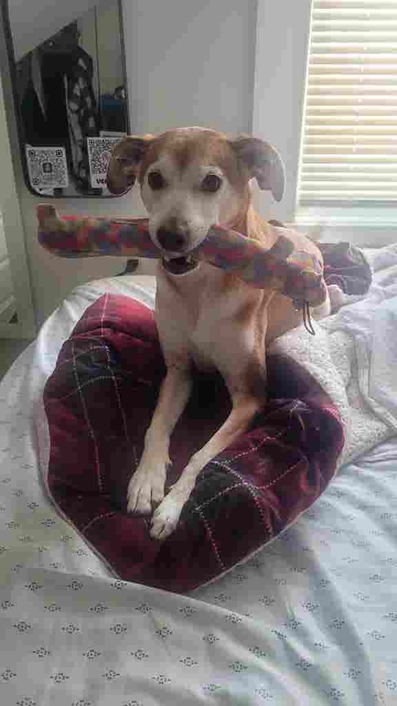 I'm looking for a pet-friendly room