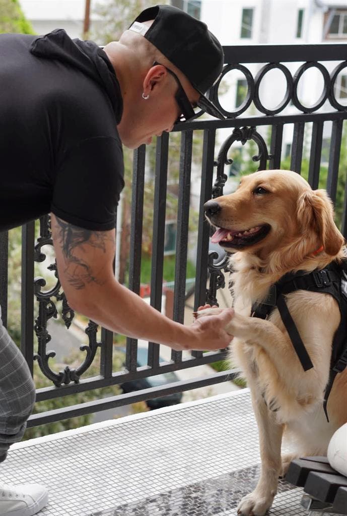 Quiet Professional & Polite Pup