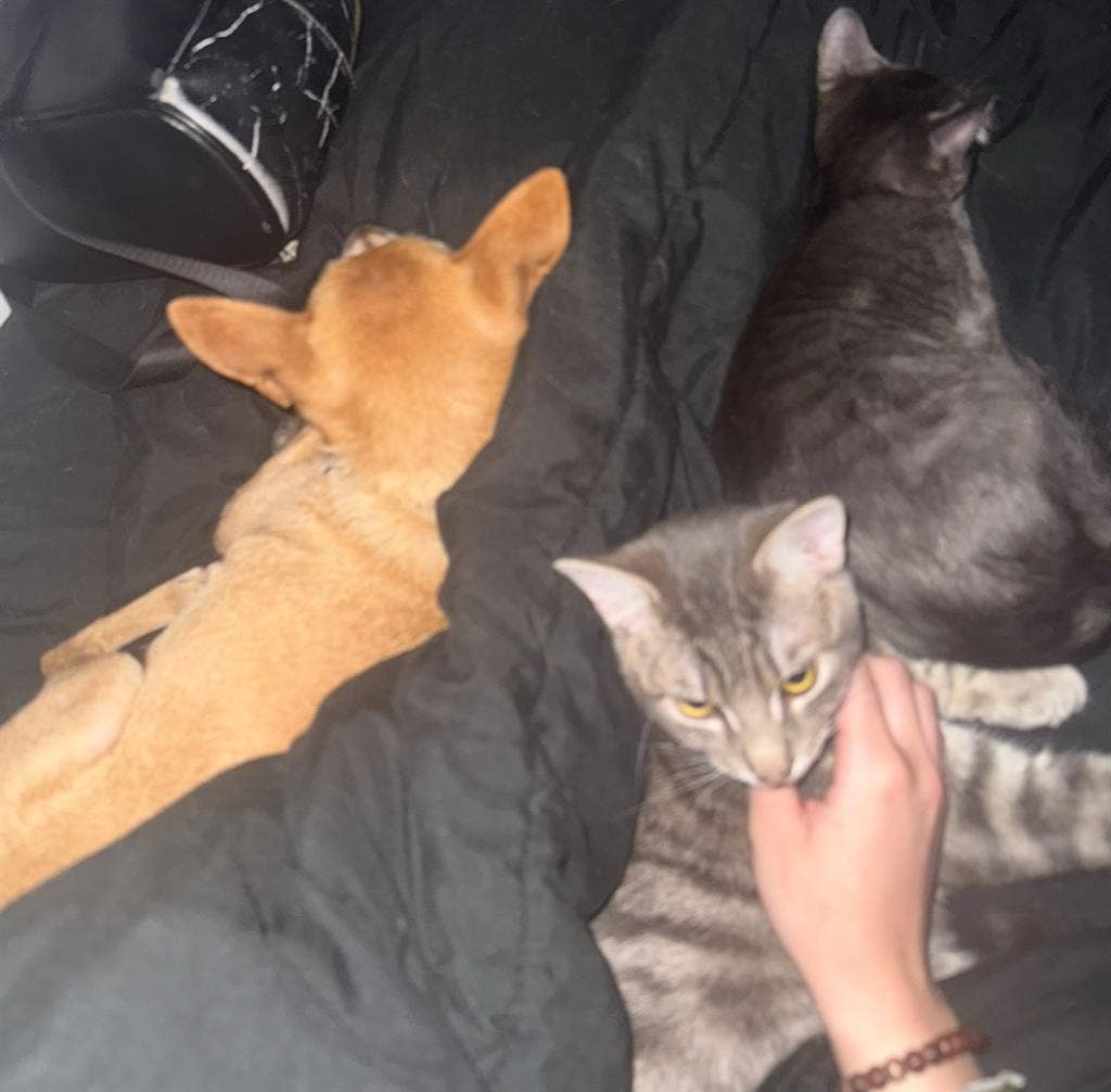 Looking for female roomie!