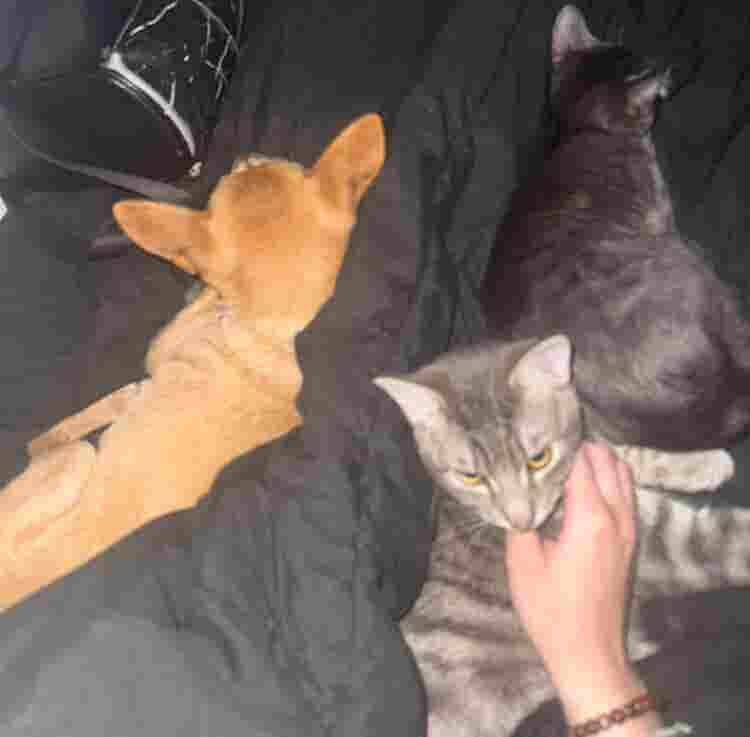 Looking for female roomie!