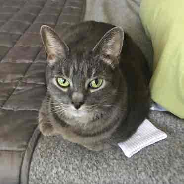 Male | Oct 1 Move-In | Cat Owner