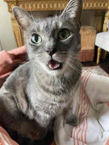 Male | Oct 1 Move-In | Cat Owner