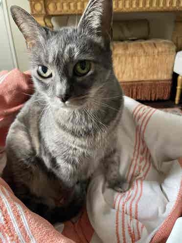 Male | Oct 1 Move-In | Cat Owner