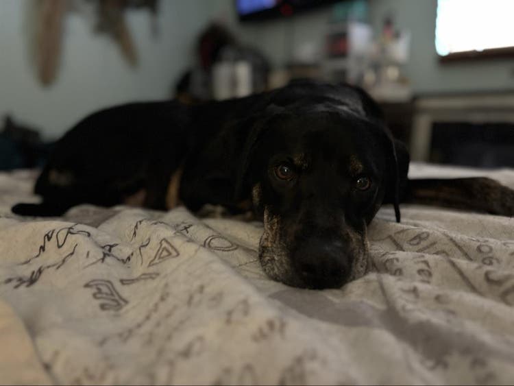 Girl & Pup - Room Rental