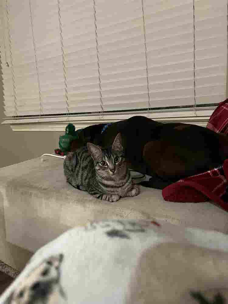Looking for a room in an apartment