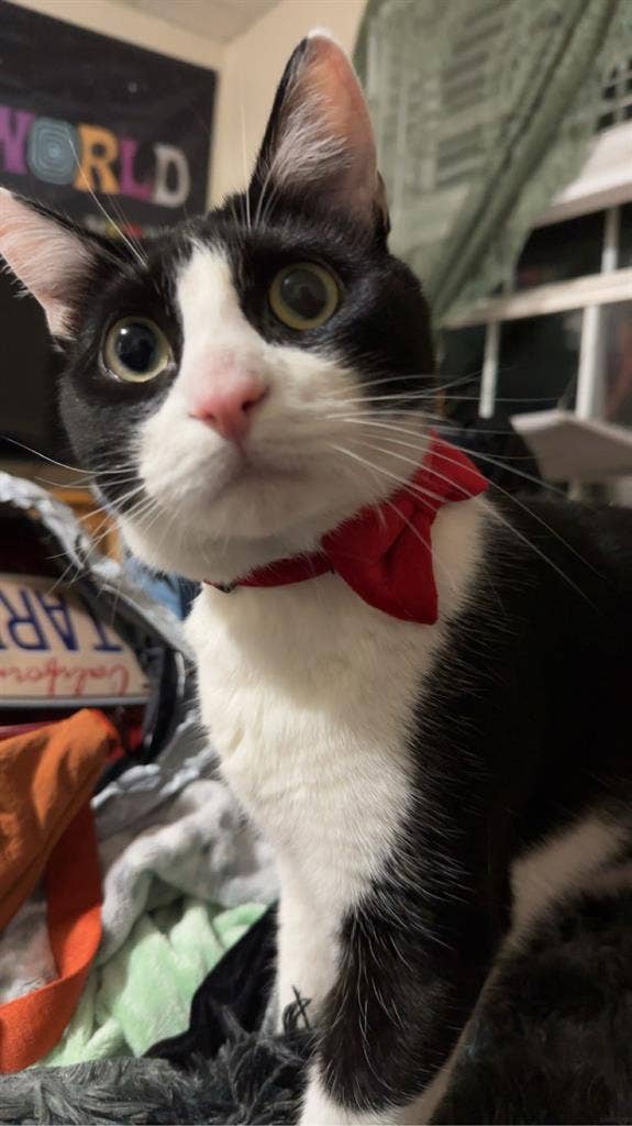 Looking for a responsible roommate!