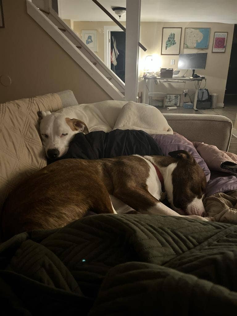 Family looking to rent Jan