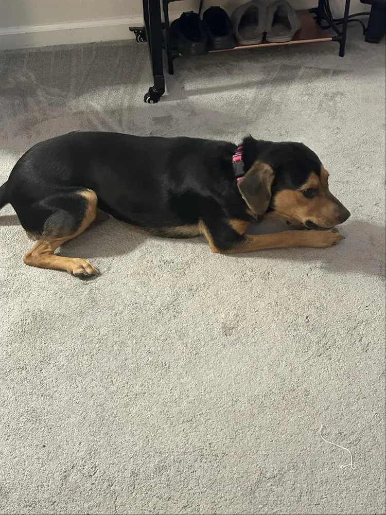 Responsible woman w/ESA (Dog)