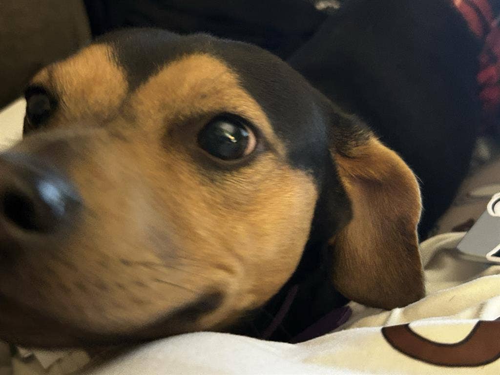 Responsible woman w/ESA (Dog)