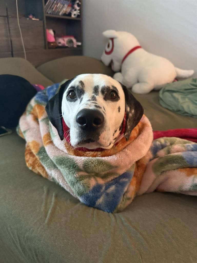 Looking for a dog 
friendly room
