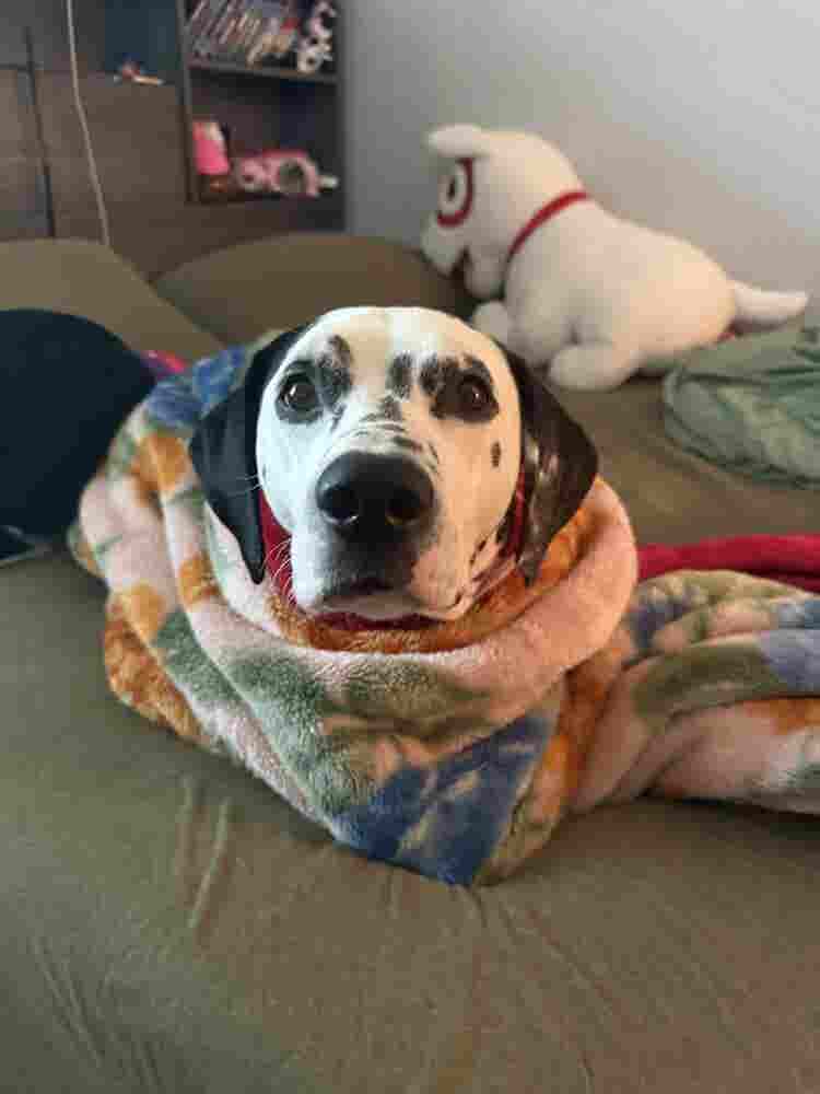 Looking for a dog 
friendly room